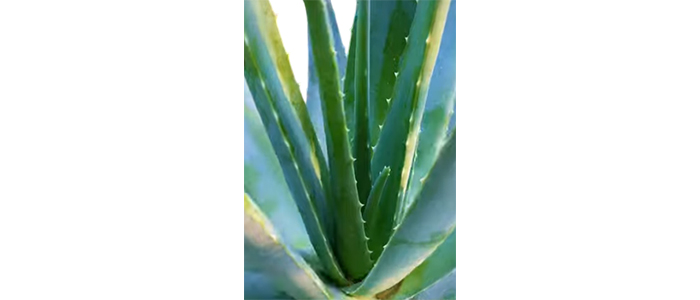 कोंरफड Aloe vera