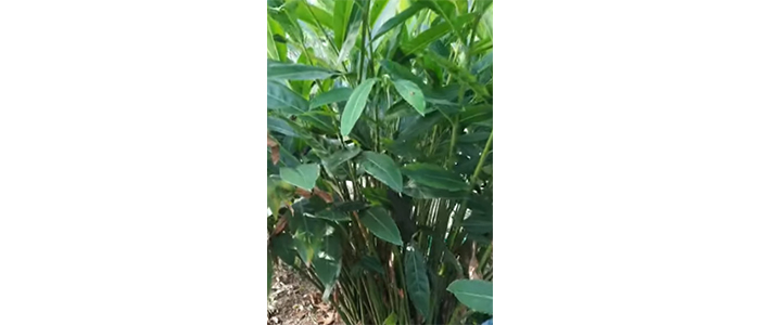 कोस्ट कुलिंजन Alpinia galanga