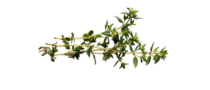 थाईम Thymus vulgaris