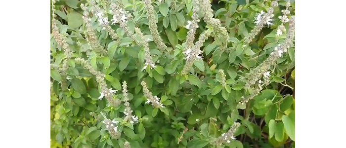 कपूर तुळस Ocimum kilimandscharicum