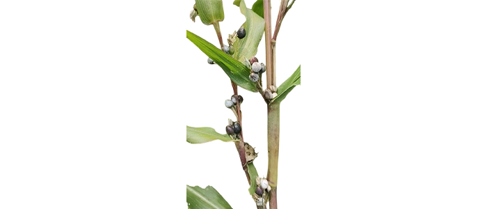 वैजयंती Coix lacryma-jobi