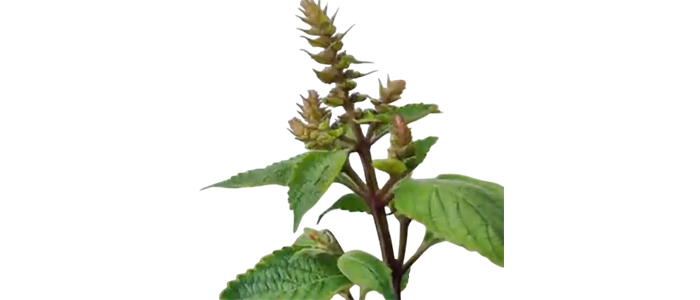 वैजयंती तुळस Ocimum tenuiflorum
