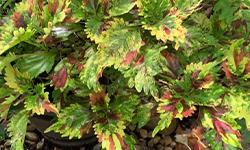 Coleus Plant