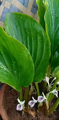 काळे  आले 