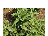 Traditional deshi anavali brinjal